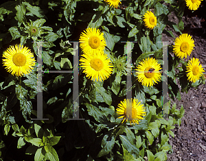 Picture of Inula orientalis 