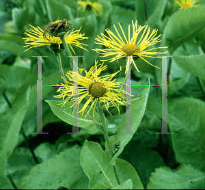 Picture of Inula helenium 