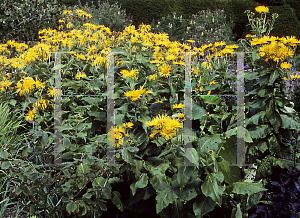 Picture of Inula magnifica 