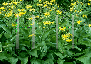 Picture of Inula helenium 