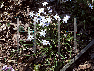 Picture of Ipheion uniflorum 