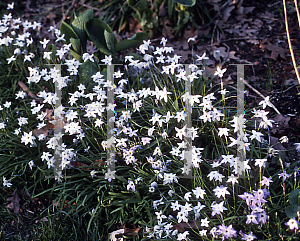 Picture of Ipheion uniflorum 