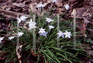 Picture of Ipheion uniflorum 