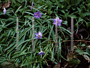 Picture of Ipheion uniflorum 'Rolf Fiedler'