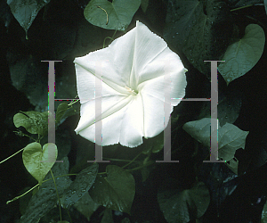 Picture of Ipomoea alba 