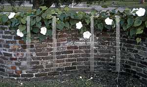 Picture of Ipomoea alba 