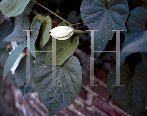 Picture of Ipomoea alba 