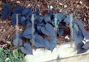 Picture of Ipomoea batatas 'Black Heart'