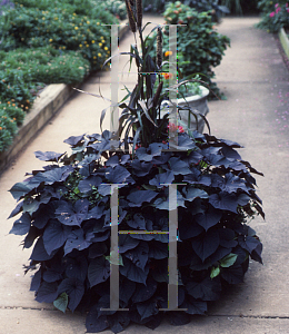 Picture of Ipomoea batatas 'Black Heart'