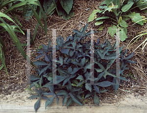 Picture of Ipomoea batatas 'Blackie'