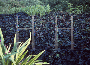 Picture of Ipomoea batatas 'Blackie'