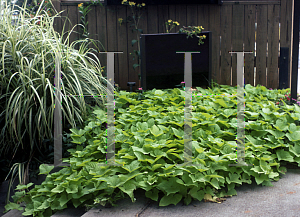 Picture of Ipomoea batatas 'Margarita'