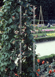 Picture of Ipomoea lobata 