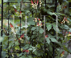 Picture of Ipomoea lobata 