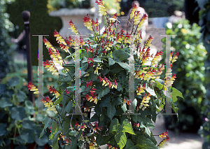 Picture of Ipomoea lobata 