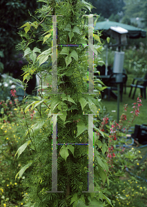 Picture of Ipomoea quamoclit 