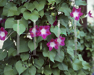 Picture of Ipomoea tricolor 'Crimson Rambler'