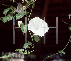 Picture of Ipomoea tricolor 'Akatsuki no Yaki'