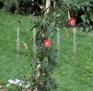 Picture of Ipomoea coccinea x quamoclit 