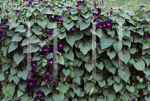 Picture of Ipomoea tricolor 'Kniola's Black'