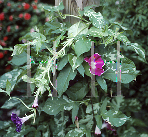 Picture of Ipomoea tricolor 'Good Morning Red'