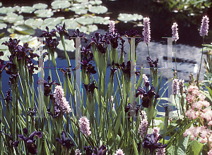 Picture of Iris chrysographes 