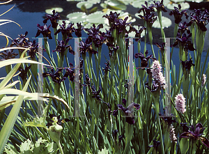 Picture of Iris chrysographes 