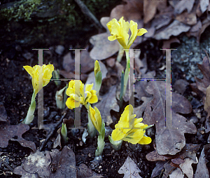 Picture of Iris danfordiae 