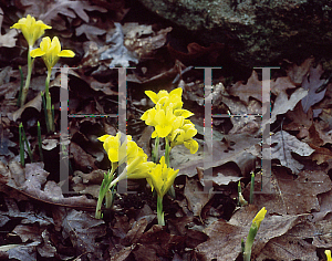 Picture of Iris danfordiae 