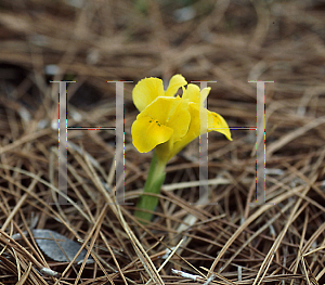 Picture of Iris danfordiae 