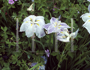 Picture of Iris ensata 'Natsusugata'
