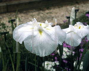 Picture of Iris ensata 'Rikki Pikki'