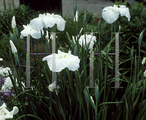 Picture of Iris ensata 'Rikki Pikki'