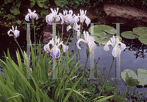 Picture of Iris laevigata 'Mottled Beauty'