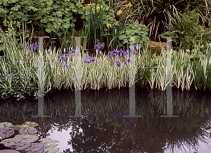 Picture of Iris laevigata 'Variegata'