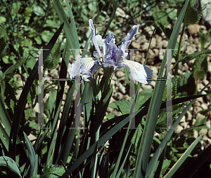 Picture of Iris longipetala 