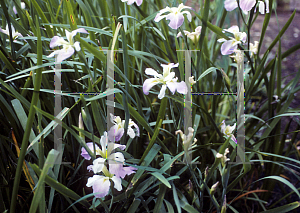 Picture of Iris louisiana hybrids 'Ira Nelson'