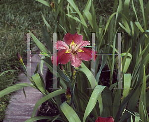 Picture of Iris louisiana hybrids 'Popsie'