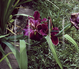 Picture of Iris louisiana hybrids 'Town Council'