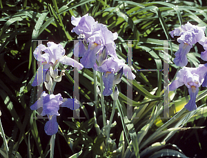 Picture of Iris pallida 'Variegata'