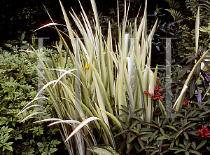 Picture of Iris pseudacorus 'Variegata'