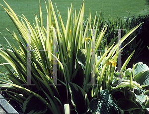 Picture of Iris pseudacorus 'Variegata'