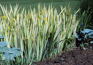 Picture of Iris pseudacorus 'Variegata'
