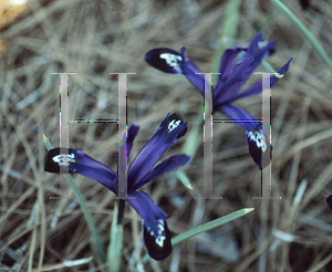 Picture of Iris reticulata 