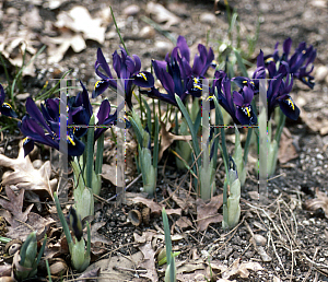 Picture of Iris reticulata 'George'