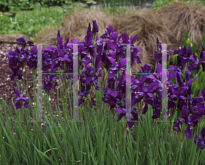 Picture of Iris sibirica 'Caesar's Brother'