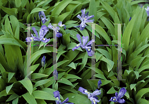 Picture of Iris tectorum 