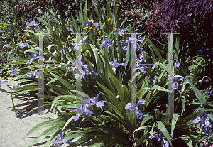 Picture of Iris tectorum 