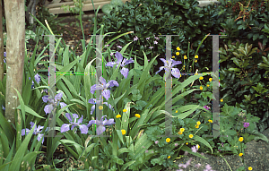 Picture of Iris tectorum 