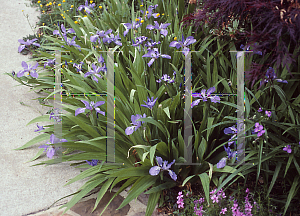 Picture of Iris tectorum 